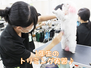 １年生のトリミング実習☆